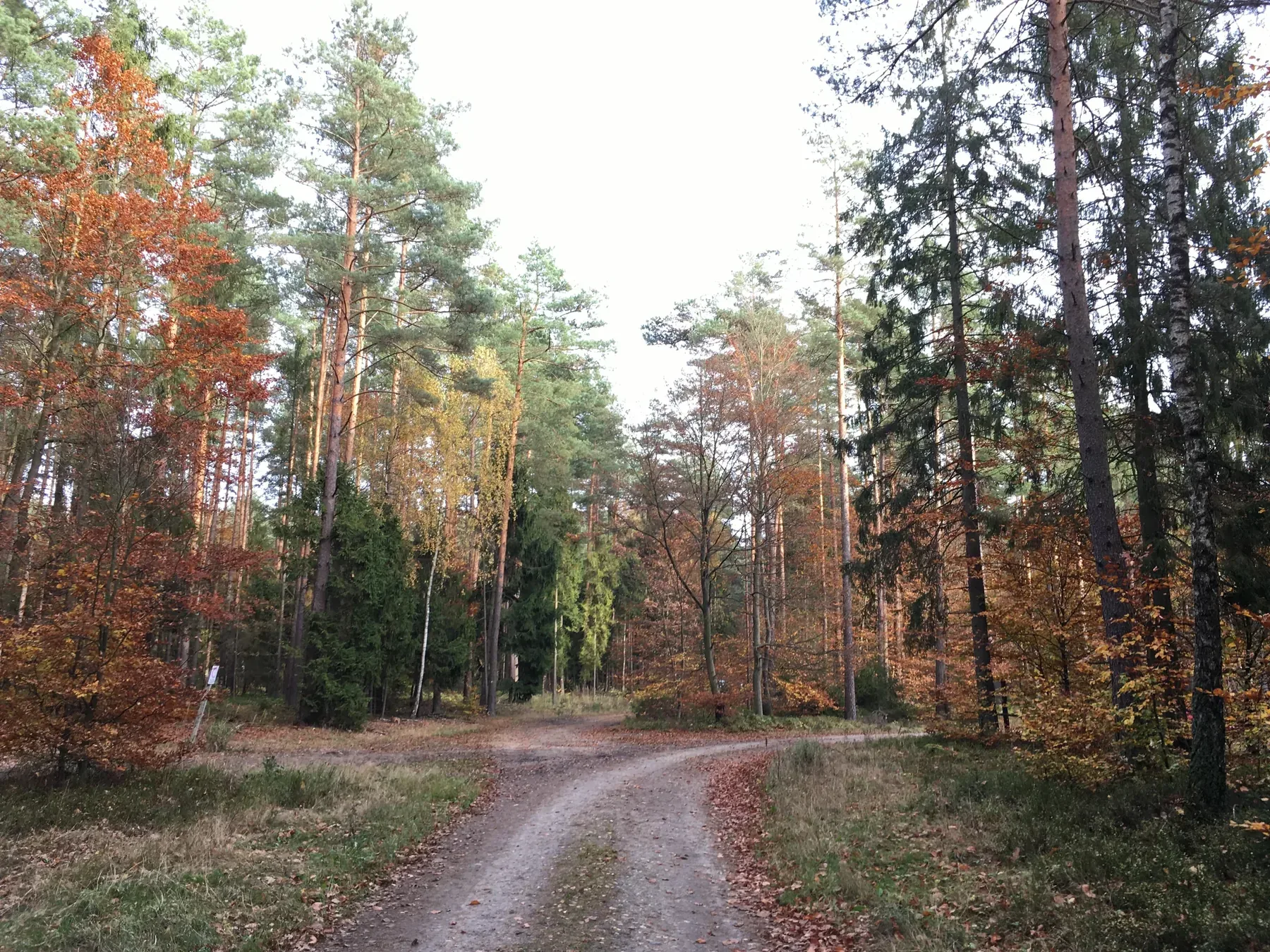 Leśna droga jesienią w okolicy Siemian