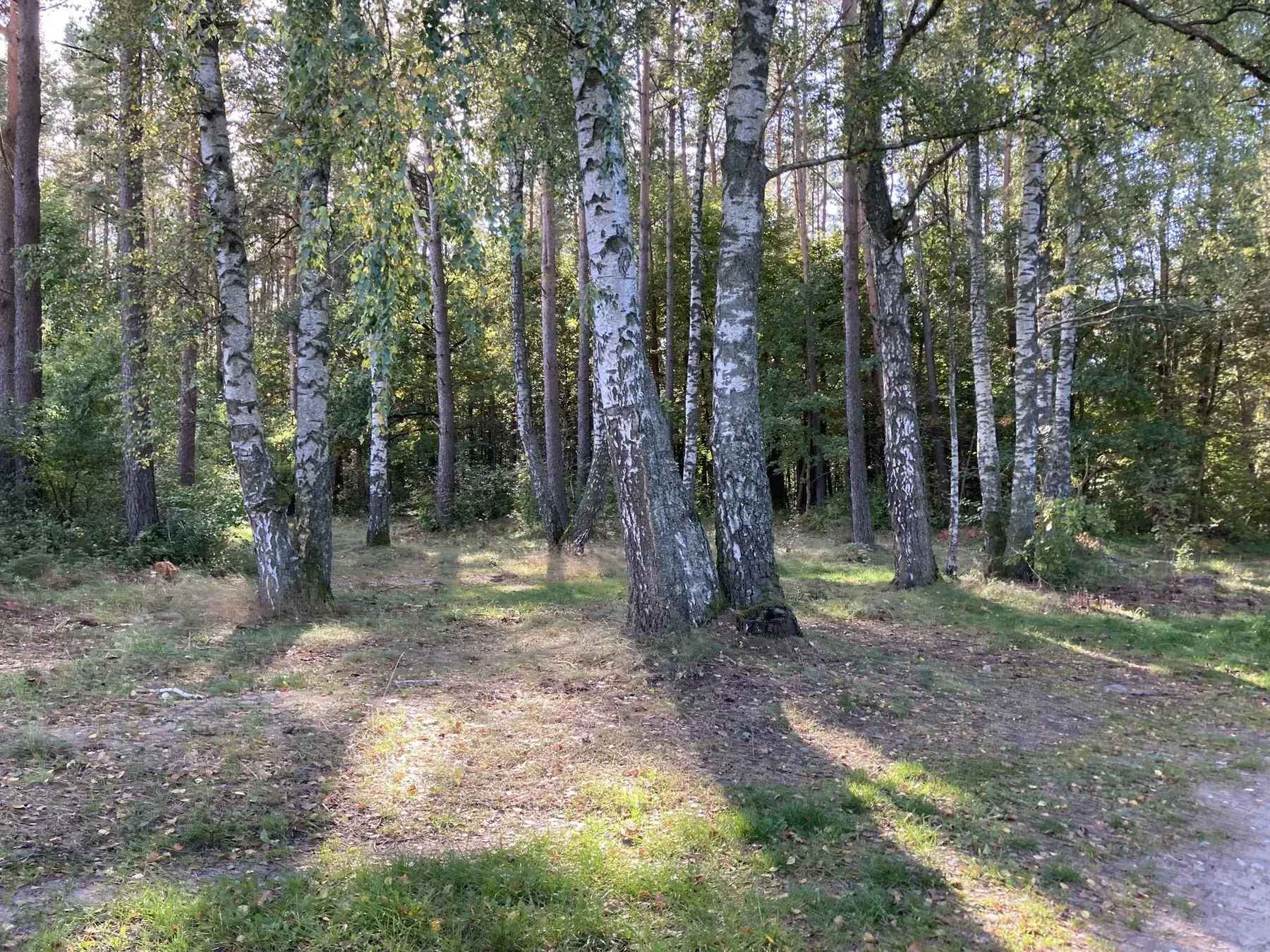 Ścieżka w brzozowym lesie