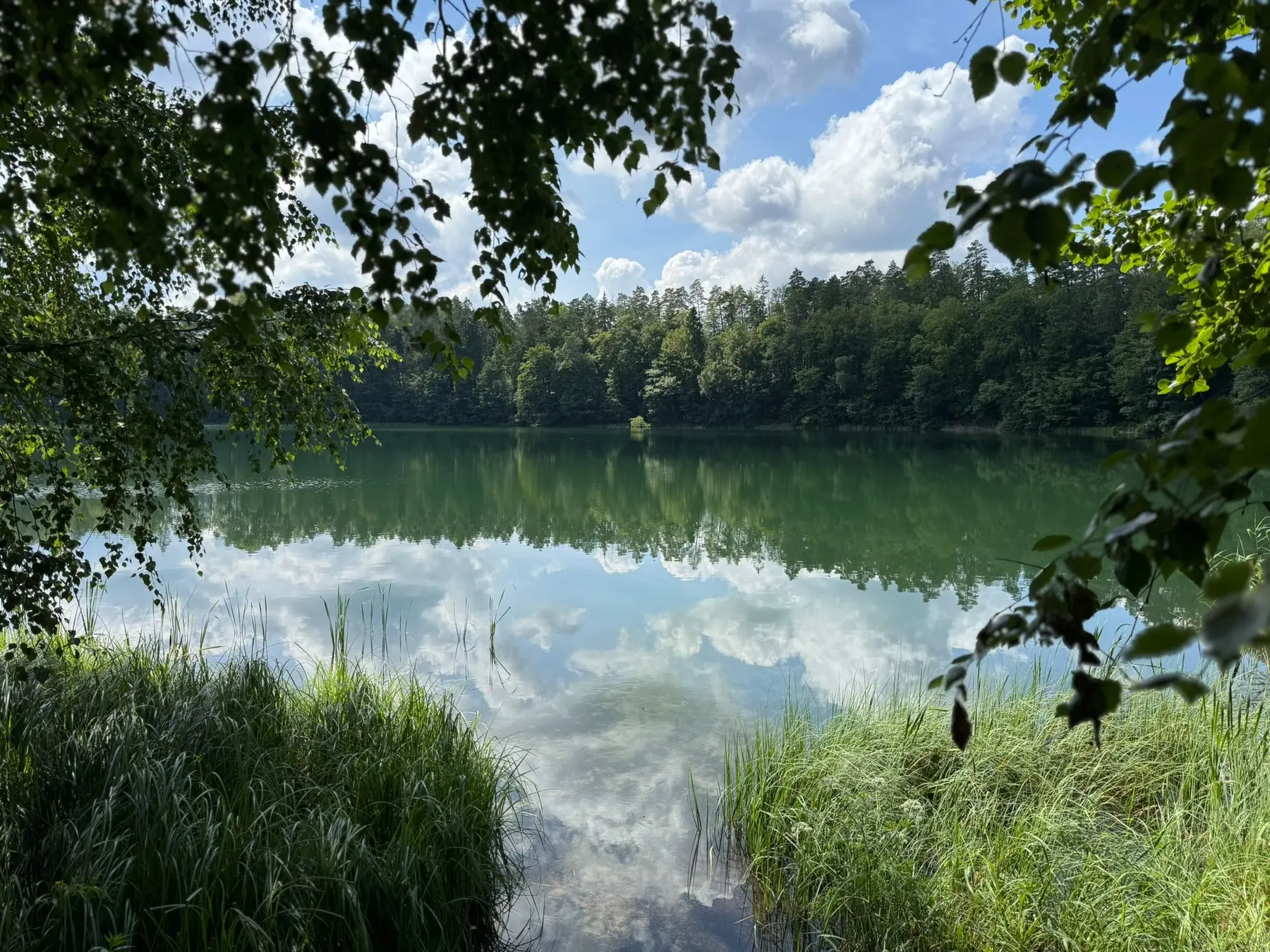 Leśne jezioro w okolicy Siemian