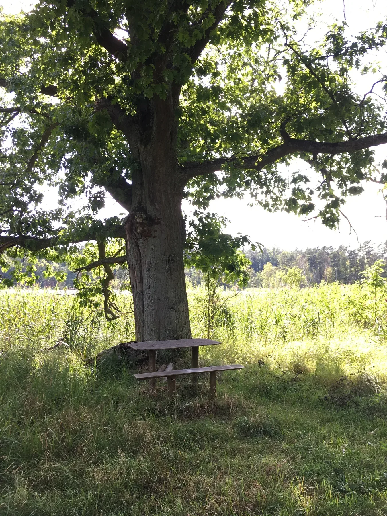 Stary dąb i ławka na trasie Solniki